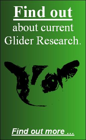 Get Involved with Sugar Glider Research